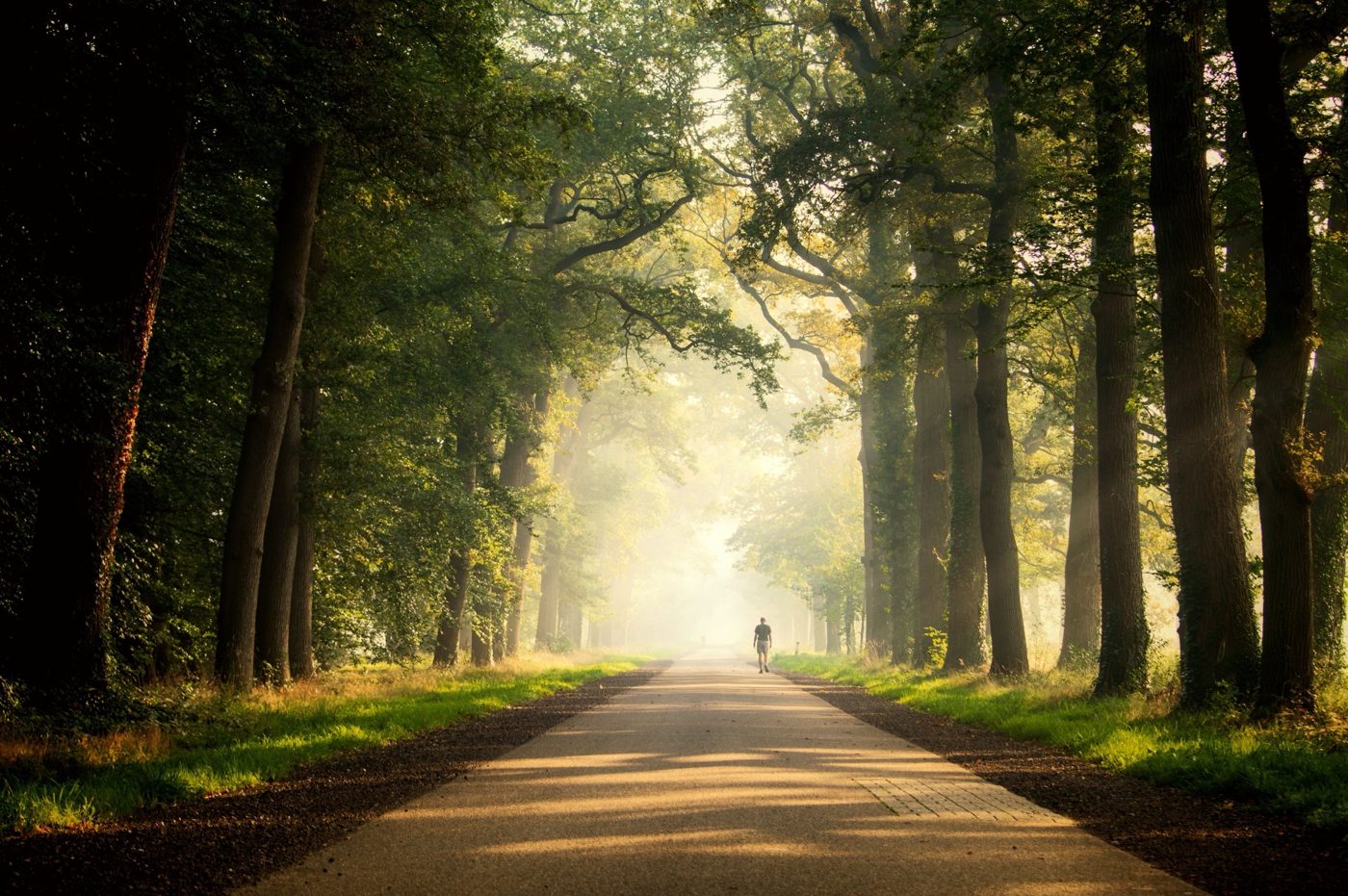 Person walking along a misty tree-lined road in the morning light